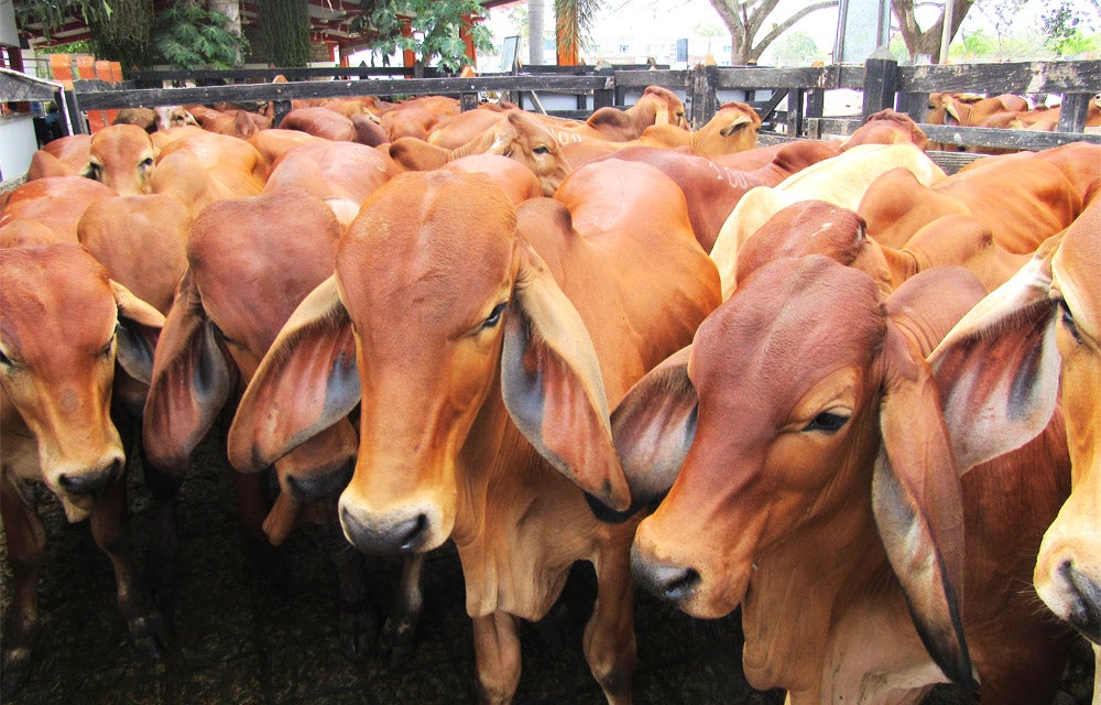 Ya se exporta carne bovina a tres países del Medio Oriente