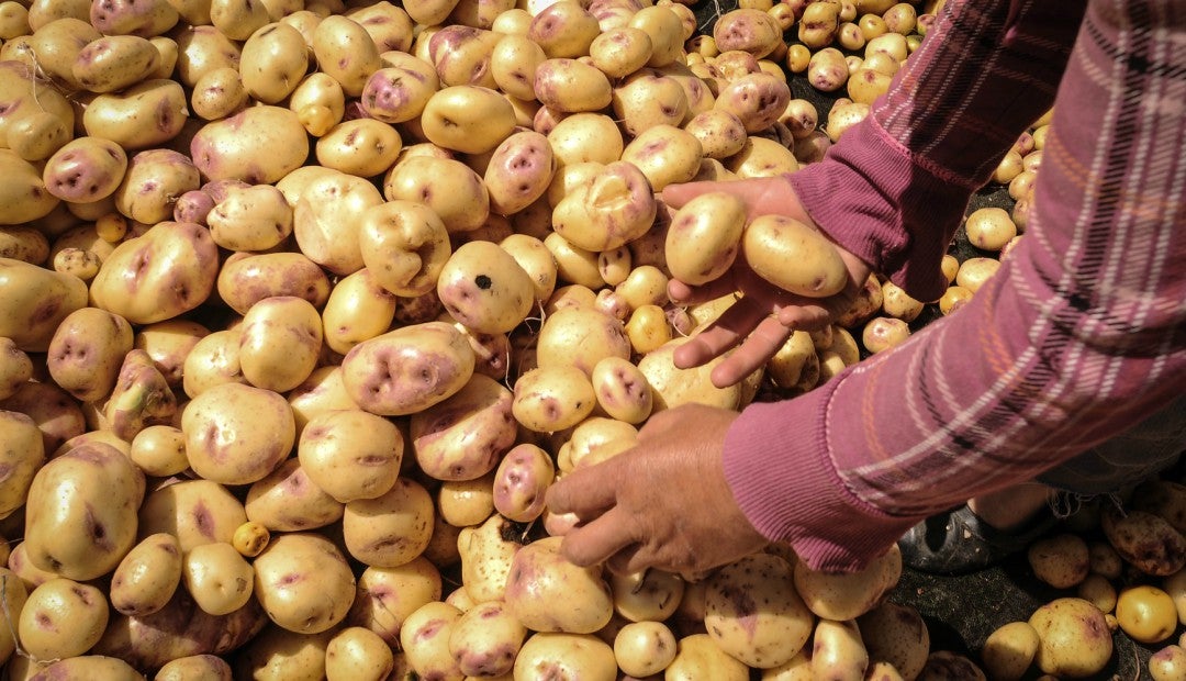 Los Cuidados Que Debe Tener En Lo Cultivos De Papa Por La Rhizoctonia