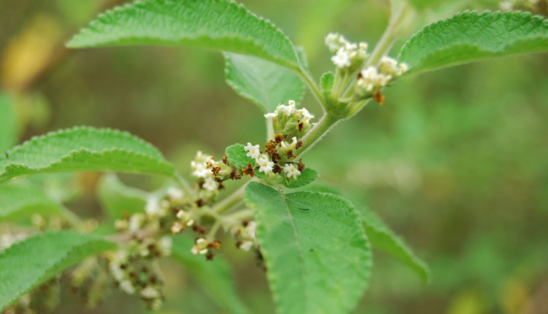 La Planta Prontoalivio Un Arbusto Con Propiedades Antiinflamatorias Y