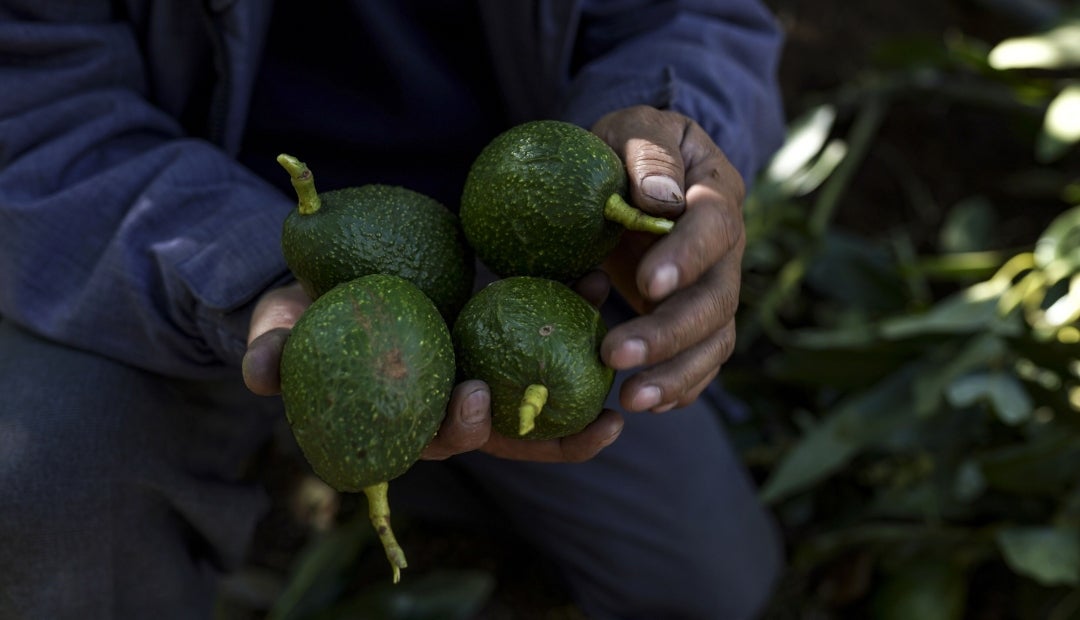 Colombia triplicó sus exportaciones de aguacate Hass hacia Estados