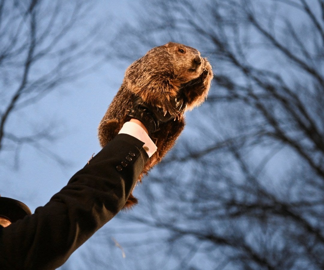 Groundhog Day Por Qu Es Importante Para Estados Unidos El D A De La