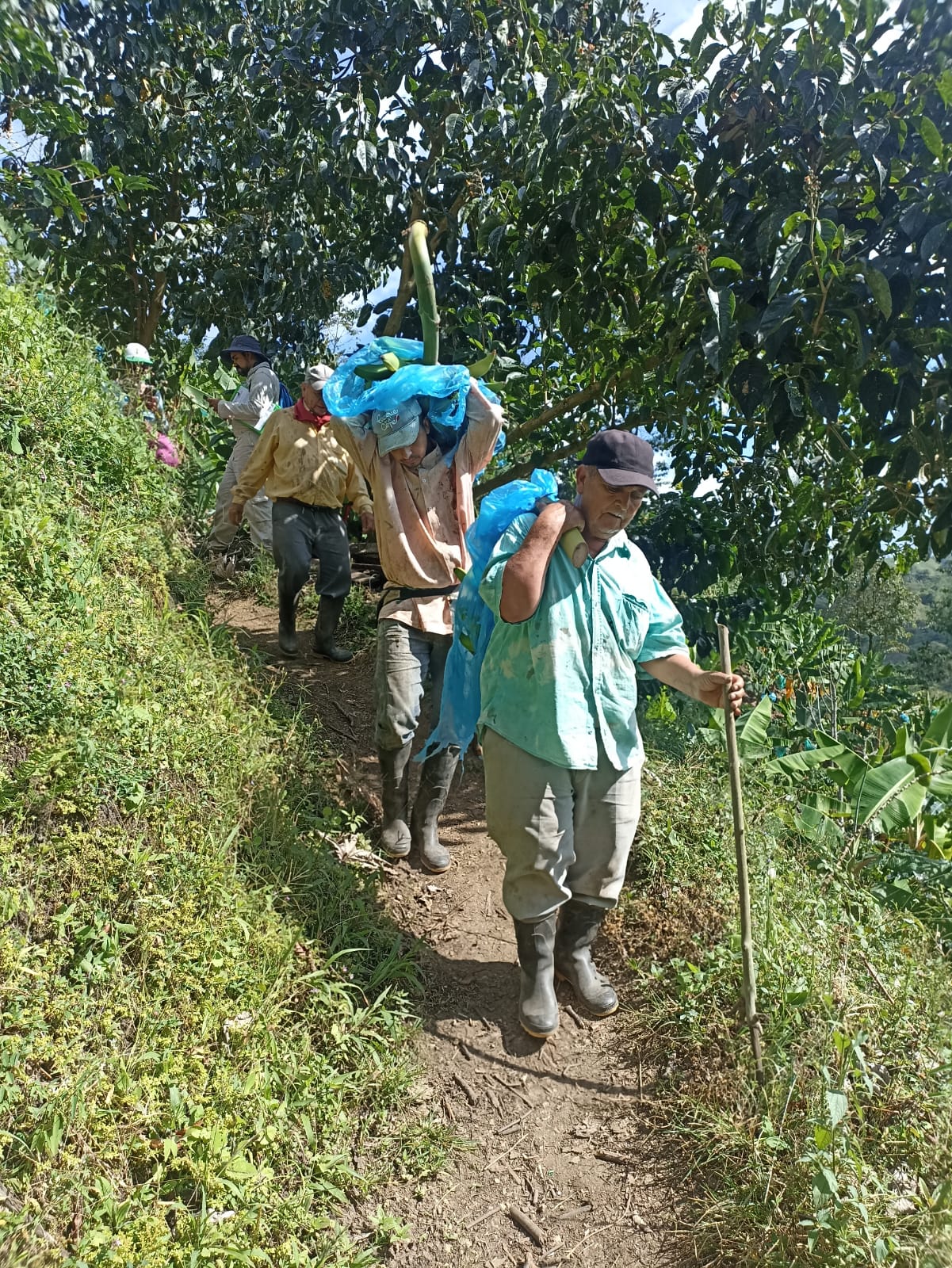 Agrosavia y Rap e lideran un proyecto para reducir pérdidas de