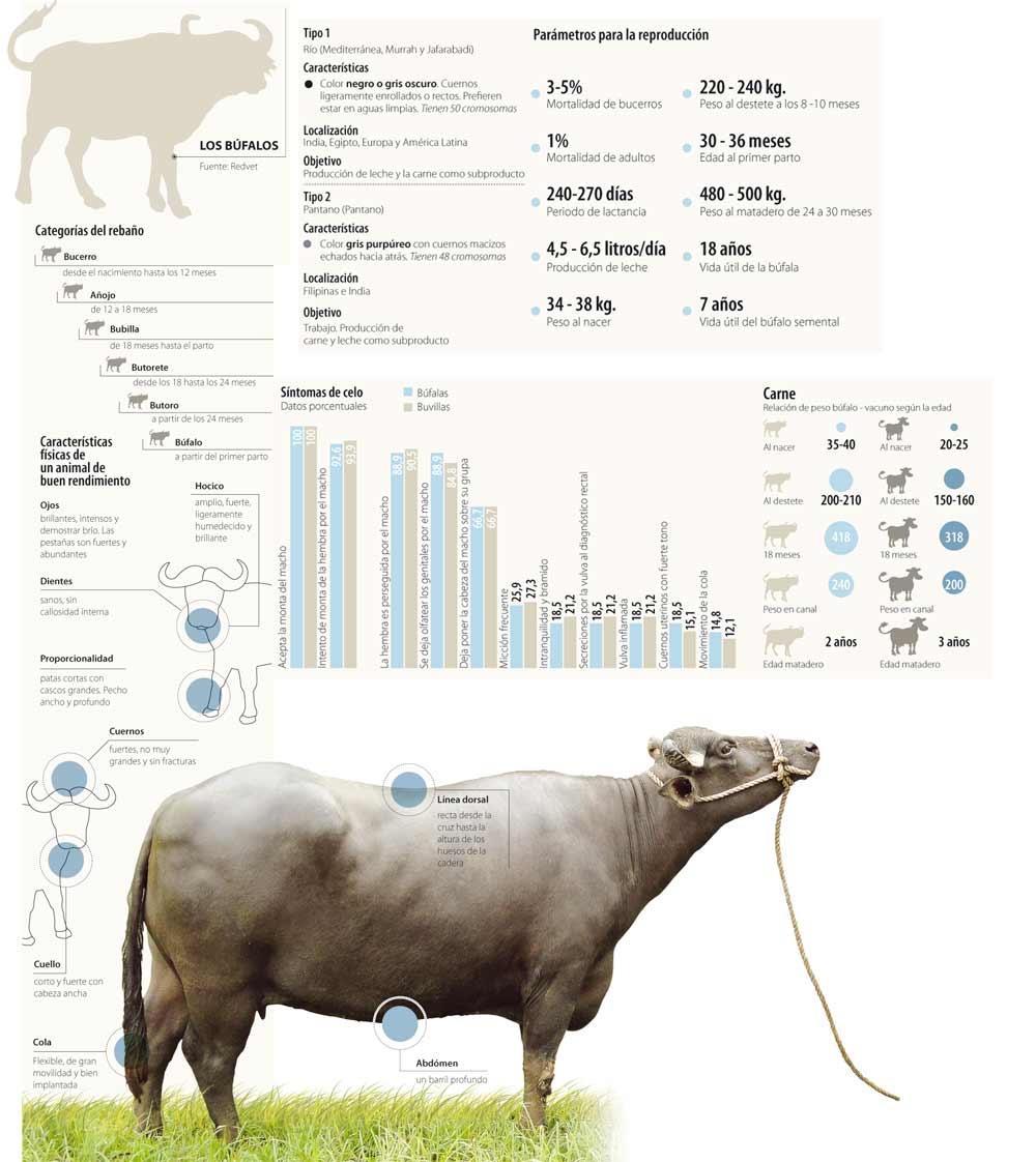 Los búfalos son más rentables que el ganado bovino: Agronegocios