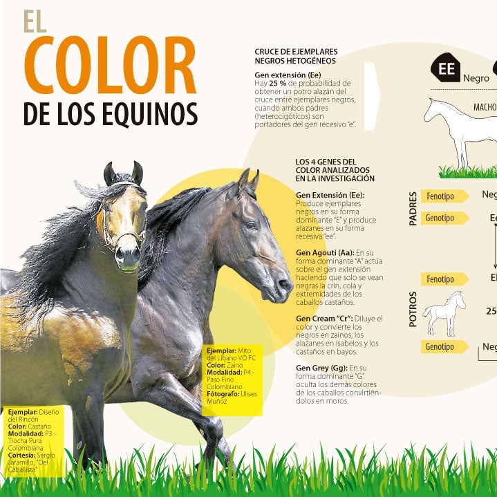 Sáquele provecho a la genética del color equino