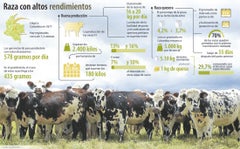 vacas