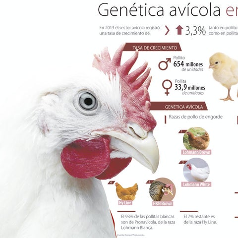 Genética, un mercado que fortalece a todo el sector avícola del país