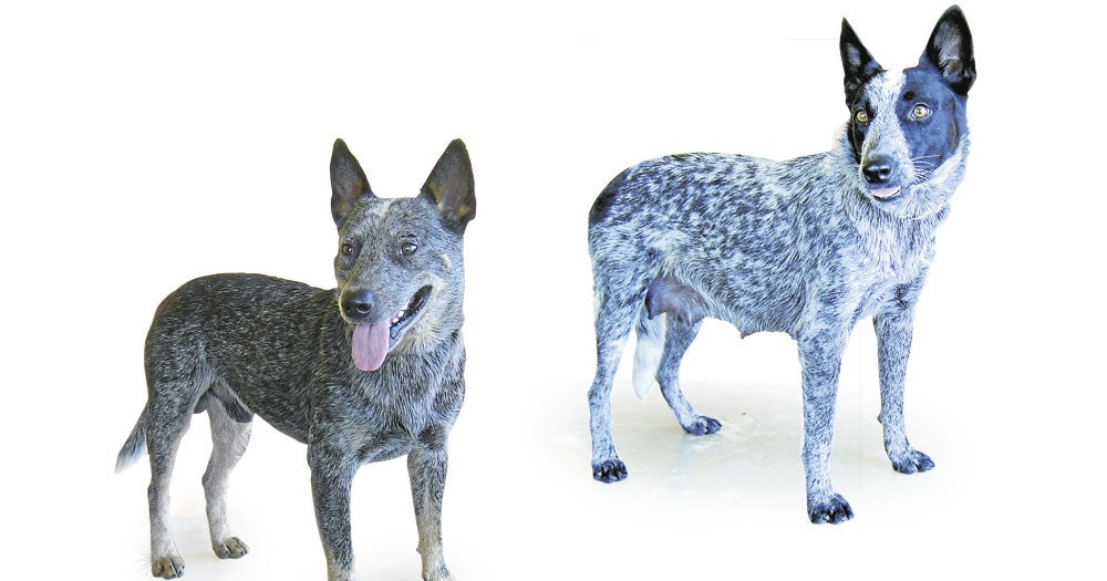 los blue heelers son buenos con otros perros