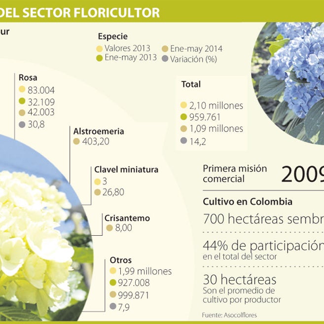 Hortensias colombianas desbancan a las de China en el mercado coreano