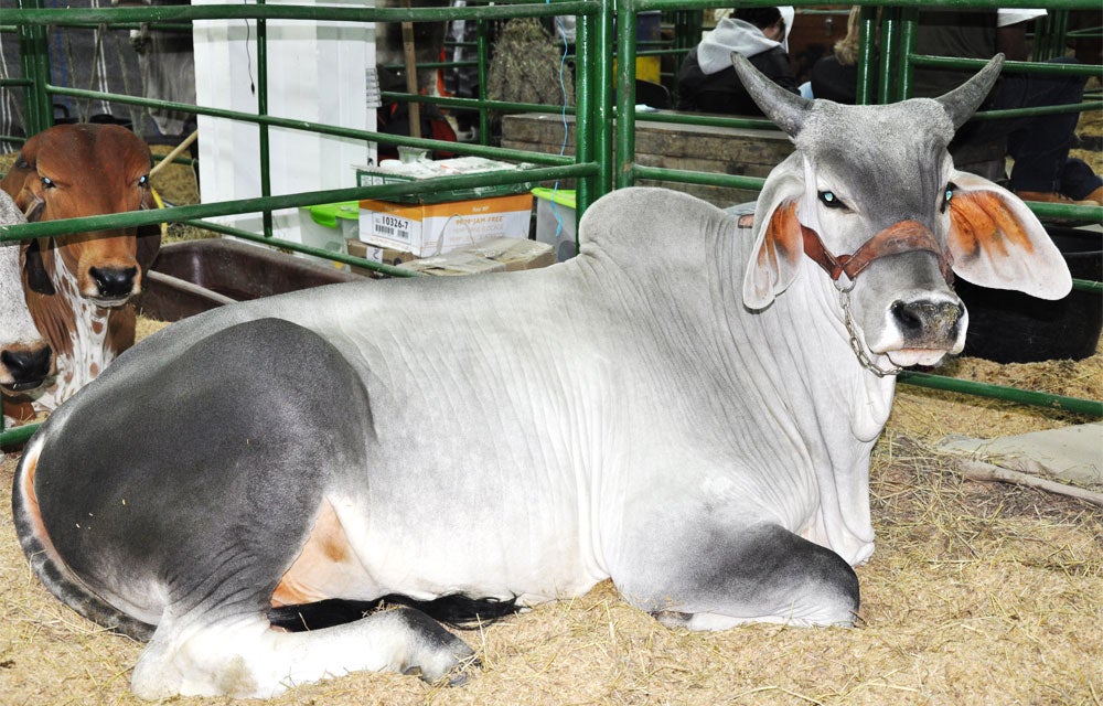 simmental