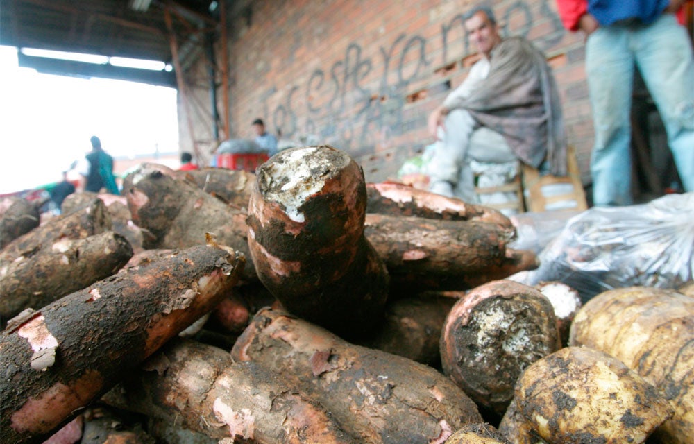 Almidón de yuca para combatir contaminación - Centro de