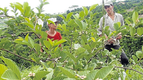 Por plaga declaran en estado de emergencia cultivos de guayaba de Bolívar y  Atlántico