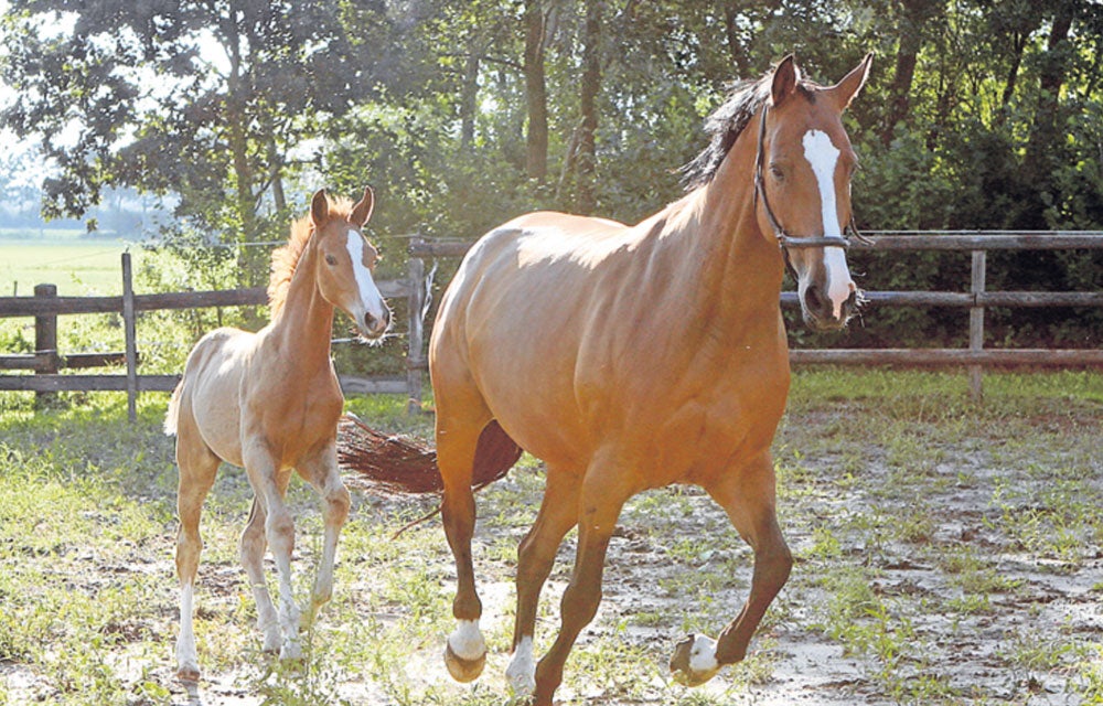 caballos0130-1000