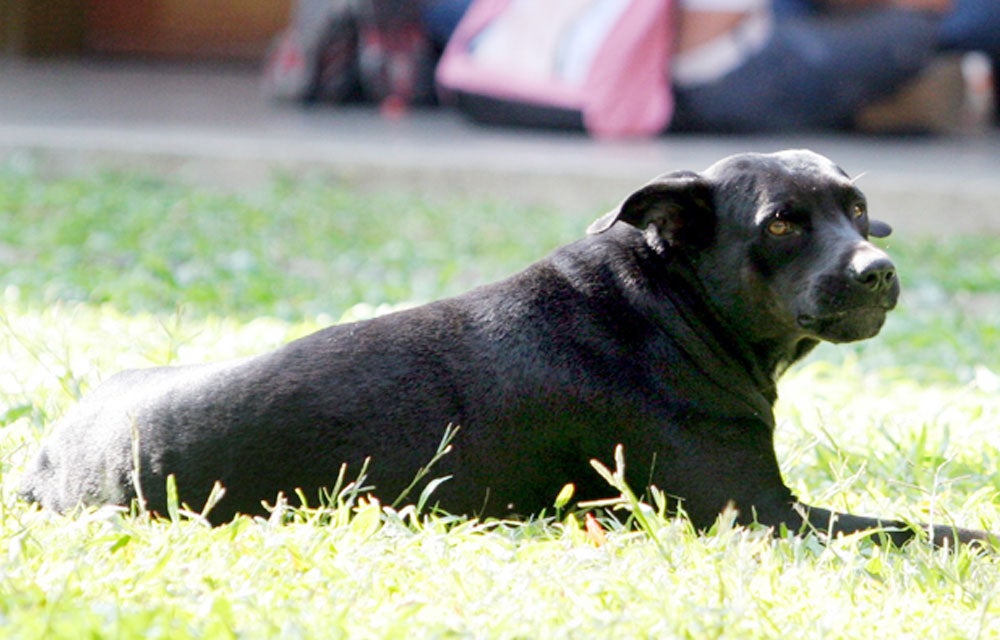 1mascota1024-1000