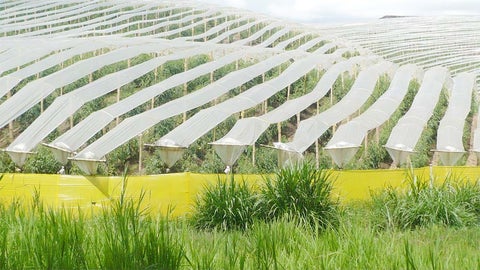 El uso de plásticos en agricultura, el caso de los acolchados