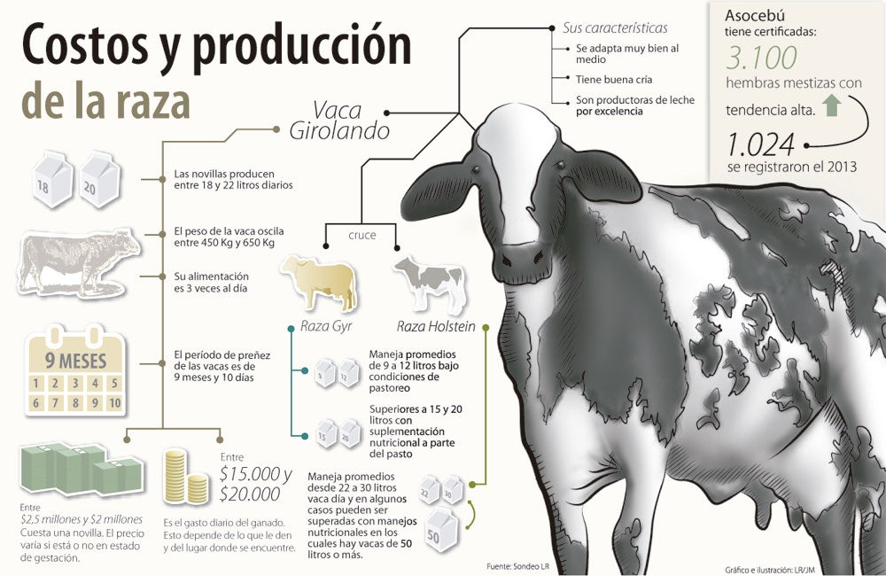 Girolando, Una Raza De Clima Cálido Que Da Hasta 20 Litros De Leche ...