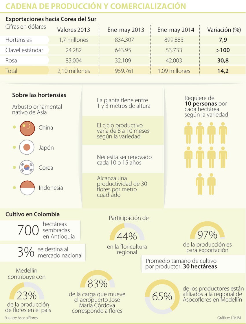 Las hortensias que se producen en Colombia compiten con las de China