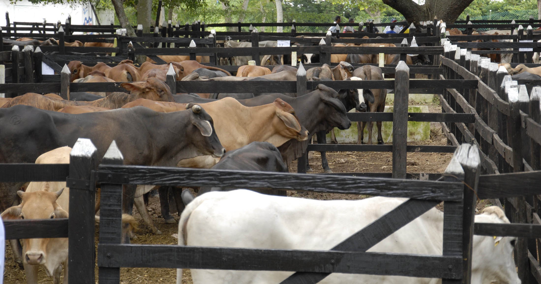 La Feria de Ganado de Medellín se prepara para la subasta equina