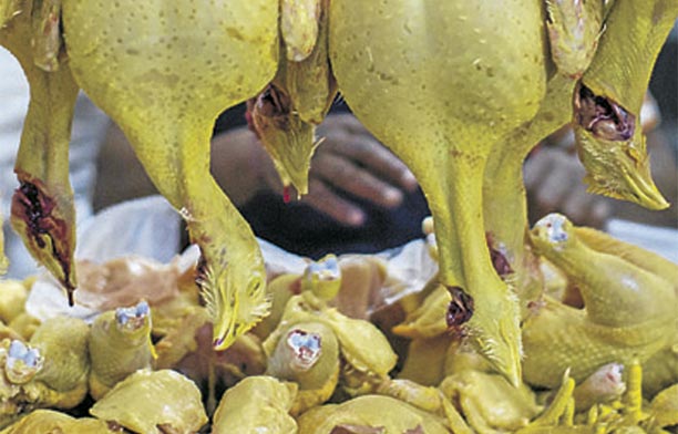 pollo1113-1000