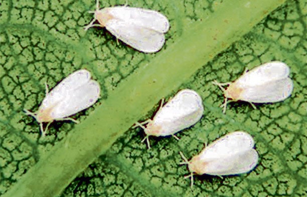 Metamorfosis de la mosca deals blanca