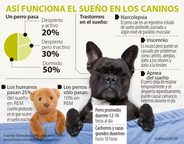 cuanto duerme un cachorro de 10 semanas