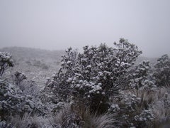 COLP_EXT_047977_e14ef