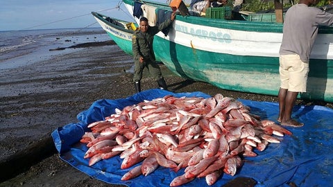 Pesca artesanal del Pacífico avanza hacia la tecnificación
