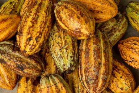 cacao_reuters