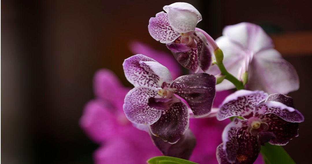 Las exportaciones de orquídeas crecieron 14,1% y su principal destino fue  EE.UU.