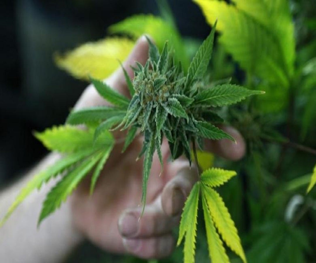 Sudáfrica legaliza el consumo y cultivo personal de la marihuana