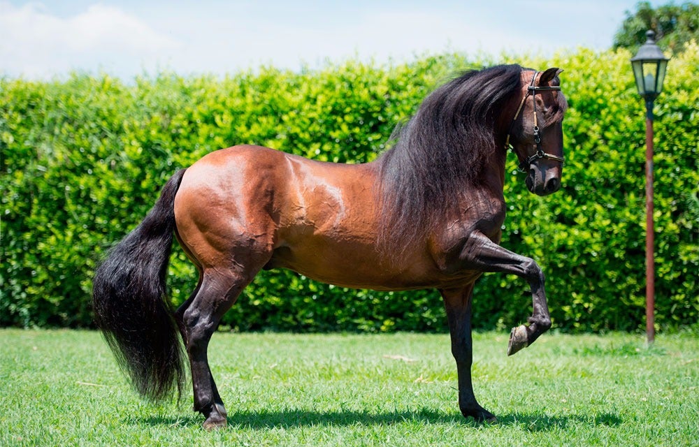 Razas De Caballos Finos