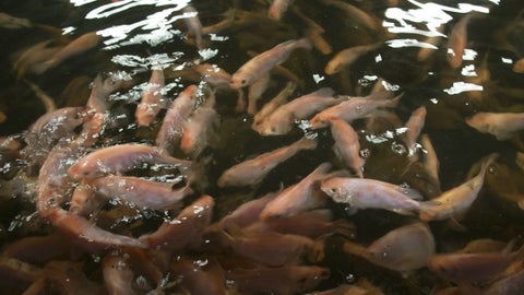 En Tolima, 31 productores de tilapia recibirÃ¡n certificaciÃ³n grupal por buenas prÃ¡cticas en acuicultura