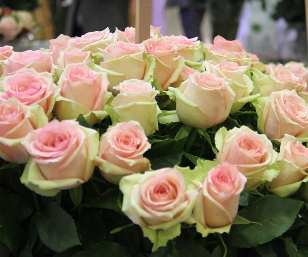 Seis de 10 rosas en Estados Unidos son colombianas San Valentín