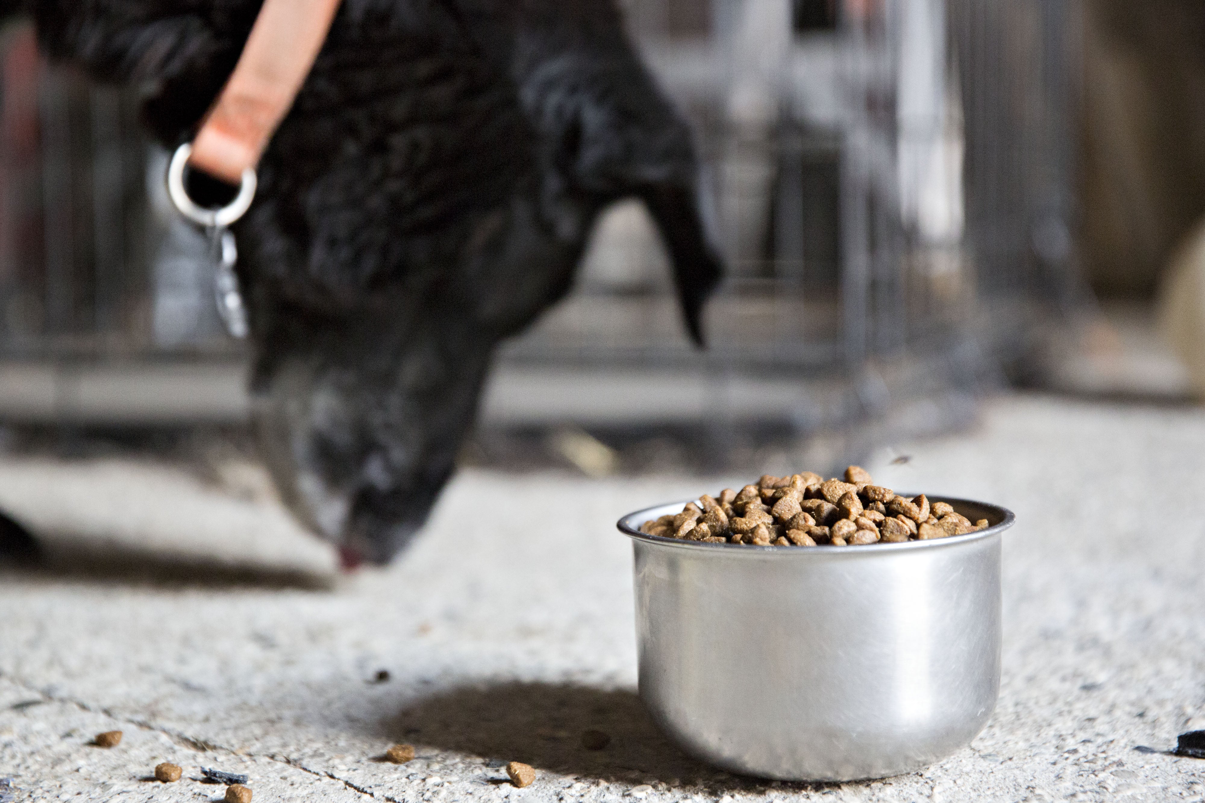 las semillas de aguacate son malas para los perros