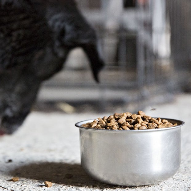 la comida para perros blue buffalo es mejor que purina