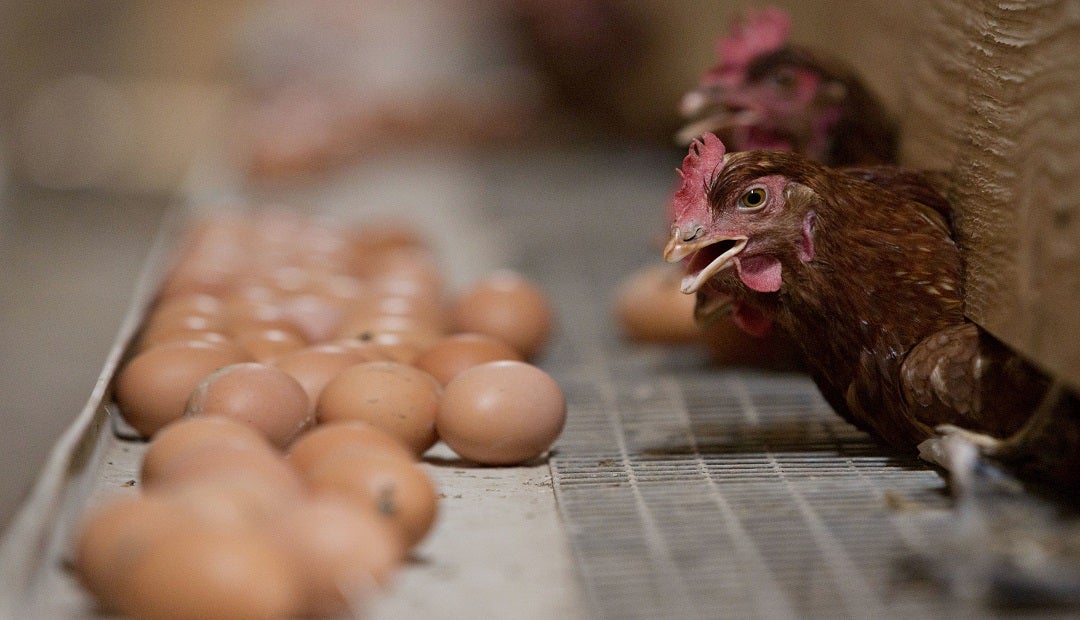 Alitas de pollo, así sería el nuevo 