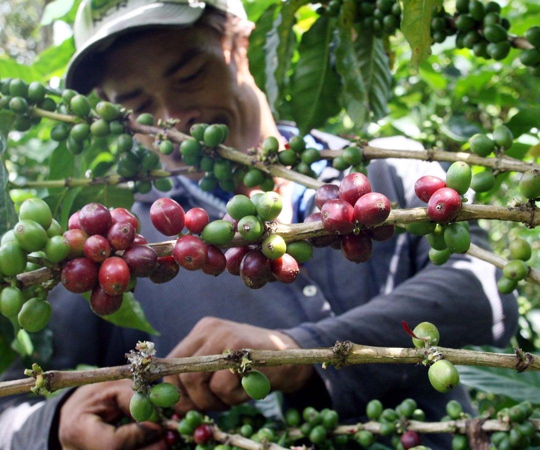 Precios del café tienen en incertidumbre a los