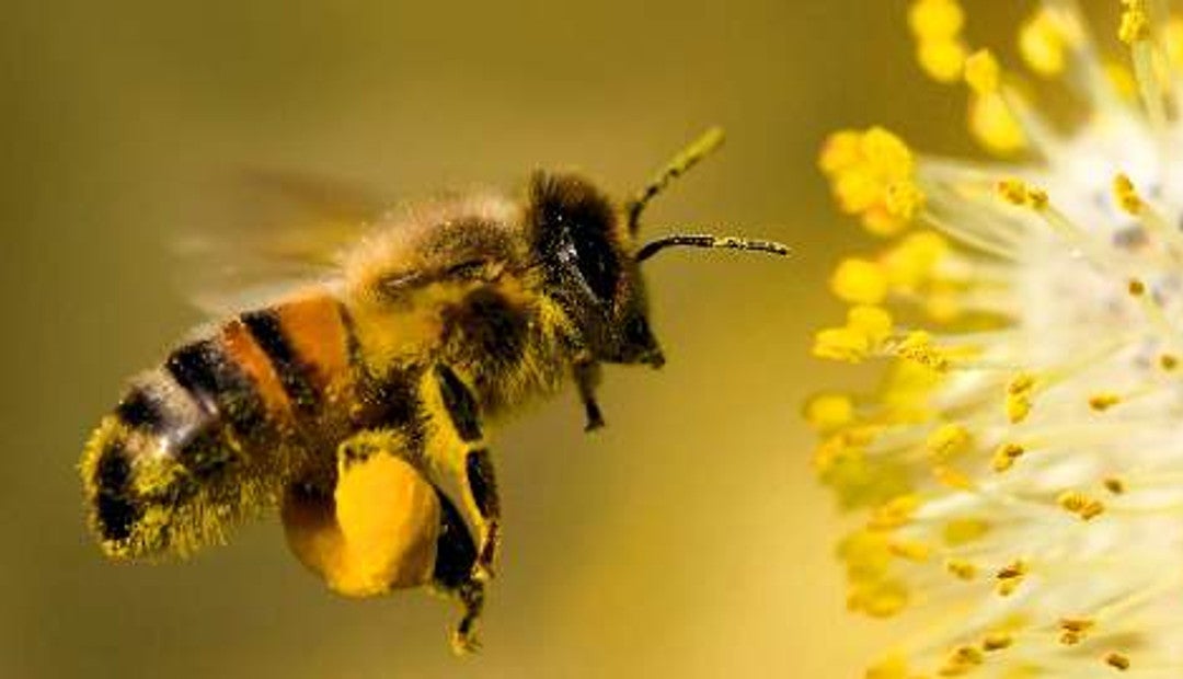 Ante la disminución de la población de abejas, Israel prueba polinización  mecánica