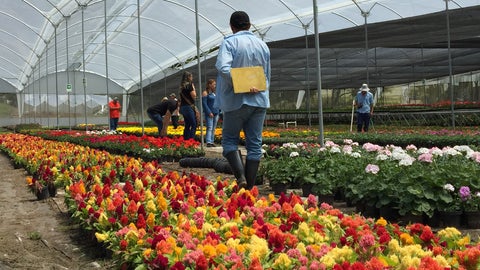 La venta de plantas decorativas y follajes aumentará 20% con motivo del Día  de la Madre