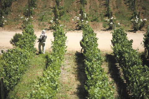 VIÑEDO