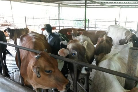 vacas