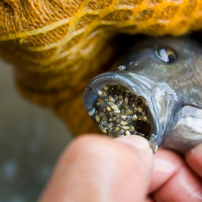 Colombia se convierte en el primer proveedor de filetes ...