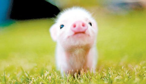 Conozca Los Cuidados Que Debe Tener Con Un Mini Pig A La Hora De Llevarlo A Casa Conozca Los Cuidados Que Debe Tener Con Un Mini Pig A La Hora De Llevarlo A Casa