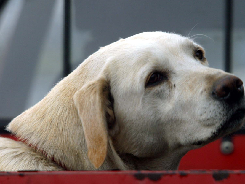 hay dinero en el entrenamiento de perros