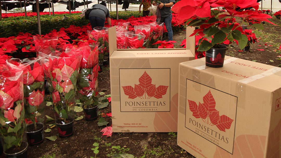 POINSETTAS_LR-agro-web-4