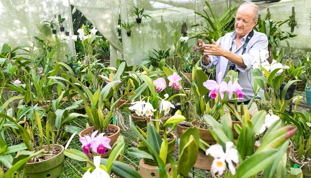La región andina tiene el mayor número de especies de orquídeas en Colombia