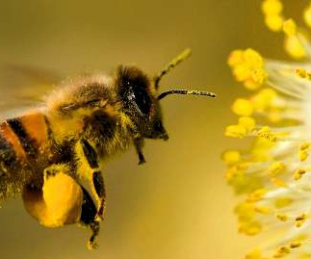 Abejas - Colprensa