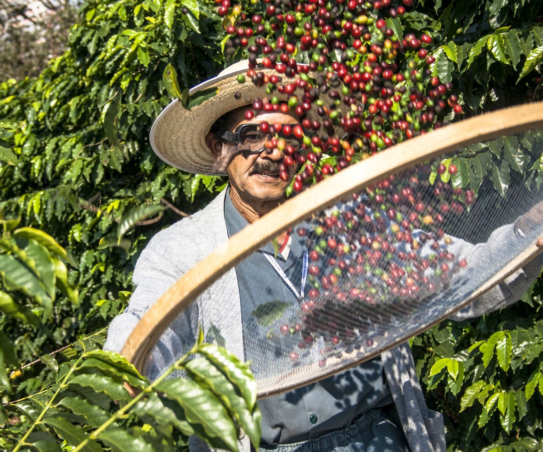Durante 2018 la producción de café mundial fue de 168 millones de sacos de 60 kg Durante 2018 la producción de café mundial fue de 168 millones de sacos de 60 kg