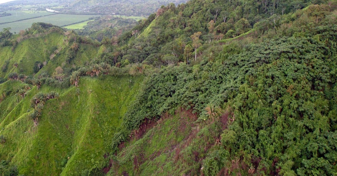 Las alternativas más destacadas para sembrar árboles y reforestar en  Colombia