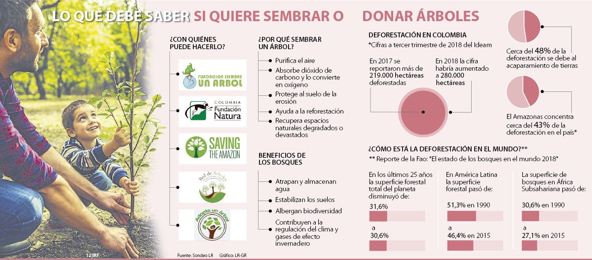 Las alternativas más destacadas para sembrar árboles y reforestar en  Colombia