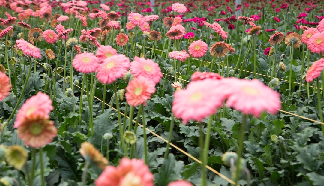 La compañía antioqueña Flores Silvestres venderá seis millones de tallos en  el exterior